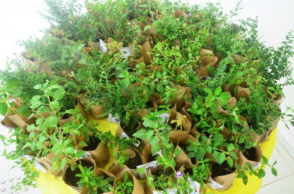 Foto de cima de uma mesa redonda com várias plantinhas sobre a mesa.