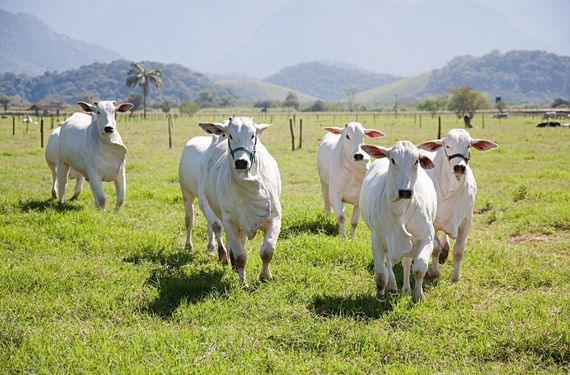 Foto mostra bois brancos correndo sobre o pasto ao fundo tem cerca e montanhas